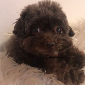 Meet your Posher, Samantha